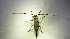 Acanthocinus obsoletus