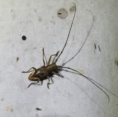 Pelargoderus rubropunctatus