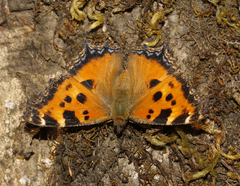 Nymphalis xanthomelas fervescens