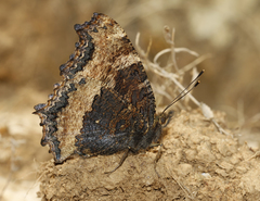 Nymphalis xanthomelas fervescens