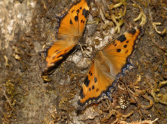 Nymphalis xanthomelas fervescens