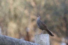 Dasyornis broadbenti