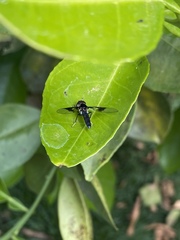 Ocyptamus gastrostactus