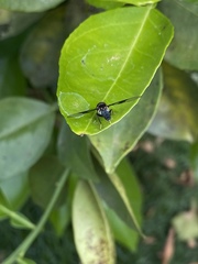 Ocyptamus gastrostactus