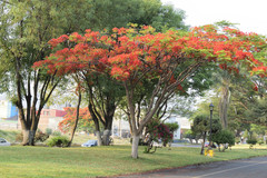 Delonix regia