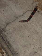 Geophis semidoliatus