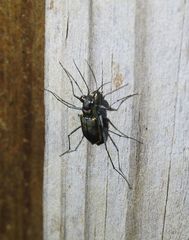 Myriochila semicincta