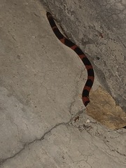 Geophis semidoliatus