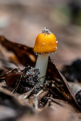 Amanita flavivolva