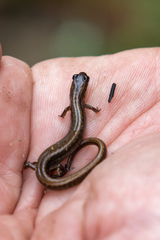 Eurycea quadridigitata