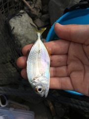 Carangoides