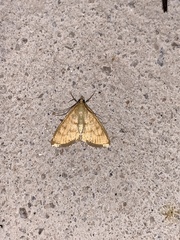 Loxomorpha flavidissimalis