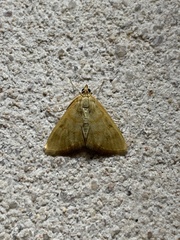 Loxomorpha flavidissimalis