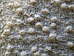 Ocellularia jacinda-arderniae