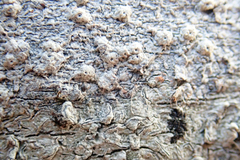 Ocellularia jacinda-arderniae