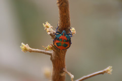 Tectocoris diophthalmus