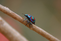 Tectocoris diophthalmus