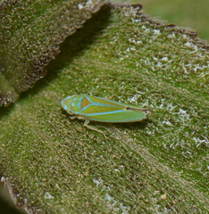 Graphocephala rufimargo