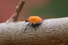 Tectocoris diophthalmus