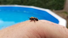 Andrena nigriceps