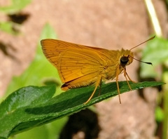 Telicota bambusae