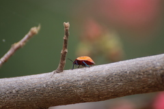 Tectocoris diophthalmus