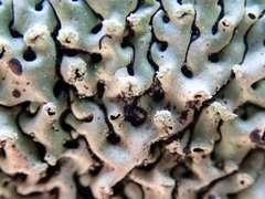 Menegazzia neozelandica