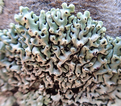 Menegazzia neozelandica