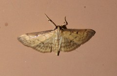 Herpetogramma fluctuosalis