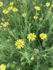 Osteospermum muricatum muricatum