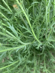 Osteospermum muricatum muricatum