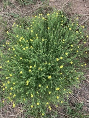 Osteospermum muricatum muricatum