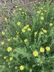 Osteospermum muricatum muricatum