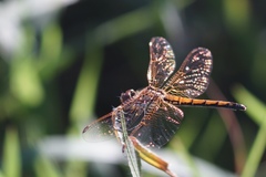 Trithemis arteriosa