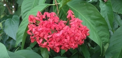 Ixora casei