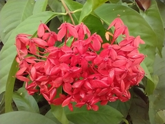 Ixora casei