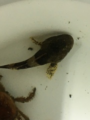 Myoxocephalus polyacanthocephalus