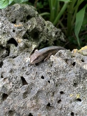 Lampropholis guichenoti