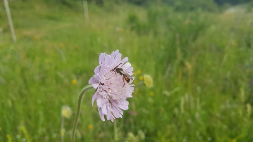 Armed Nomad Bee