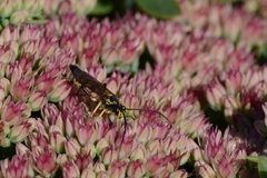 Ichneumon subdolus