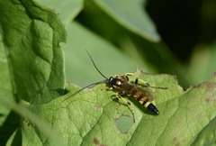 Ichneumon subdolus