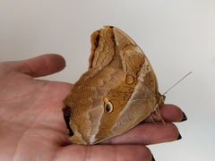 Eryphanis lycomedon
