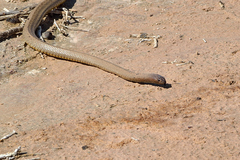 Pseudonaja aspidorhyncha