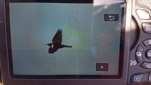 Turdus torquatus