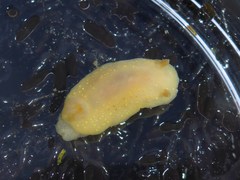Cadlina