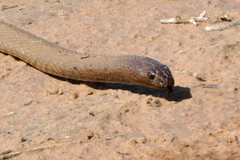Pseudonaja aspidorhyncha