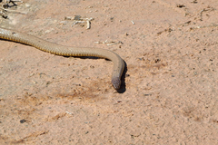 Pseudonaja aspidorhyncha
