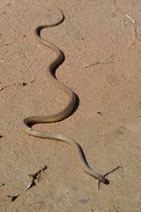Pseudonaja aspidorhyncha