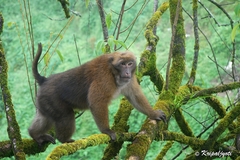 Macaca munzala
