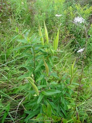 Asclepias tuberosa interior